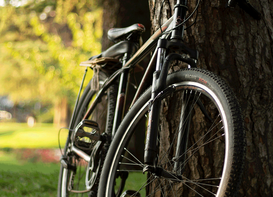 Fahrrad lehnt an einem Baum im sonnigen Park, im Hintergrund grünes Laub und klare Himmel.